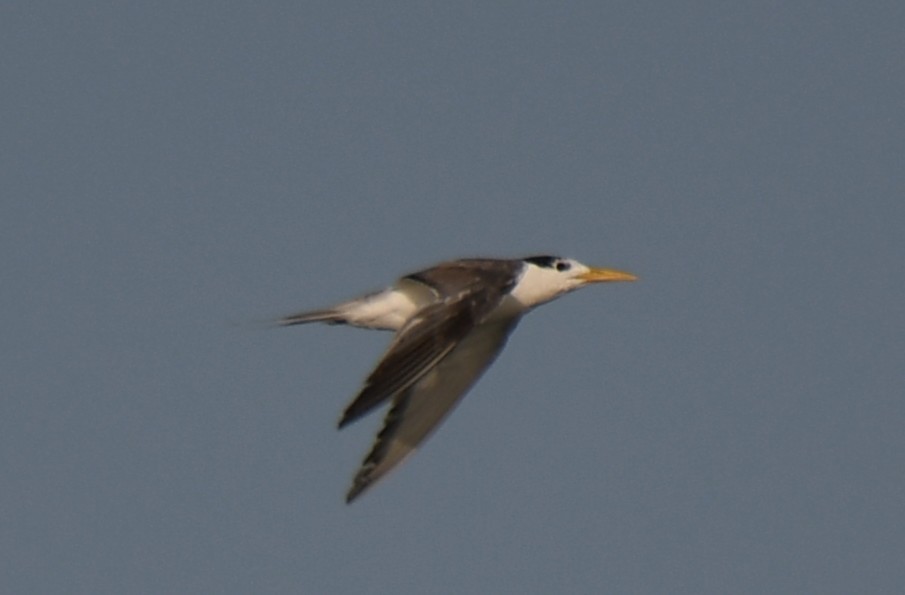 Great Crested Tern - ML642698628