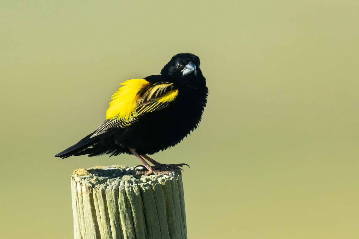 Yellow Bishop - ML642698629