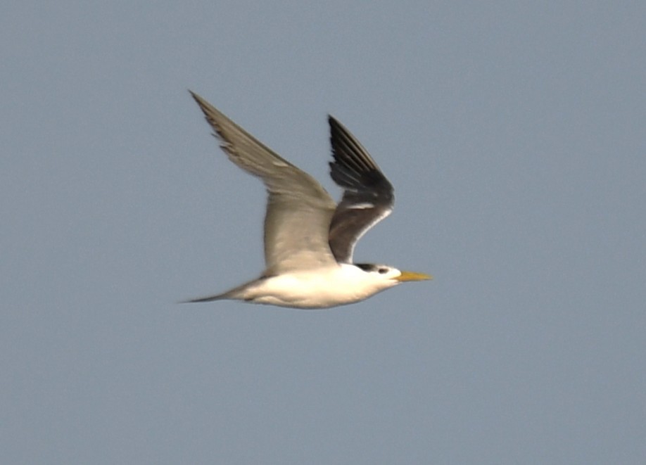 Great Crested Tern - ML642698631