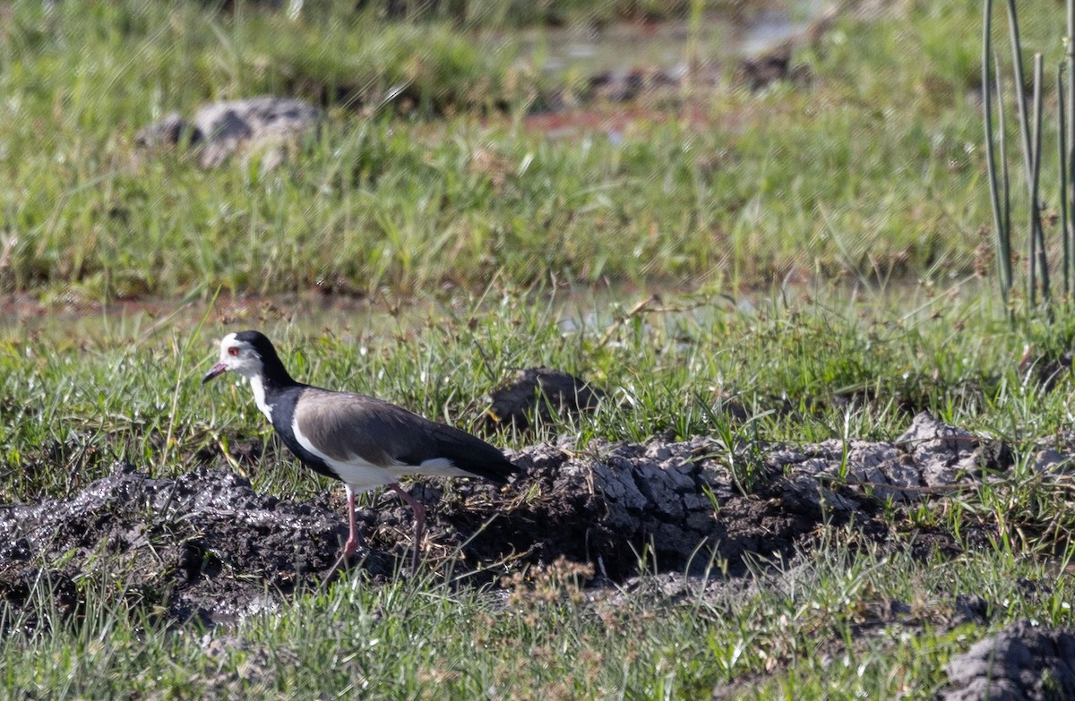 Long-toed Lapwing - ML642698632