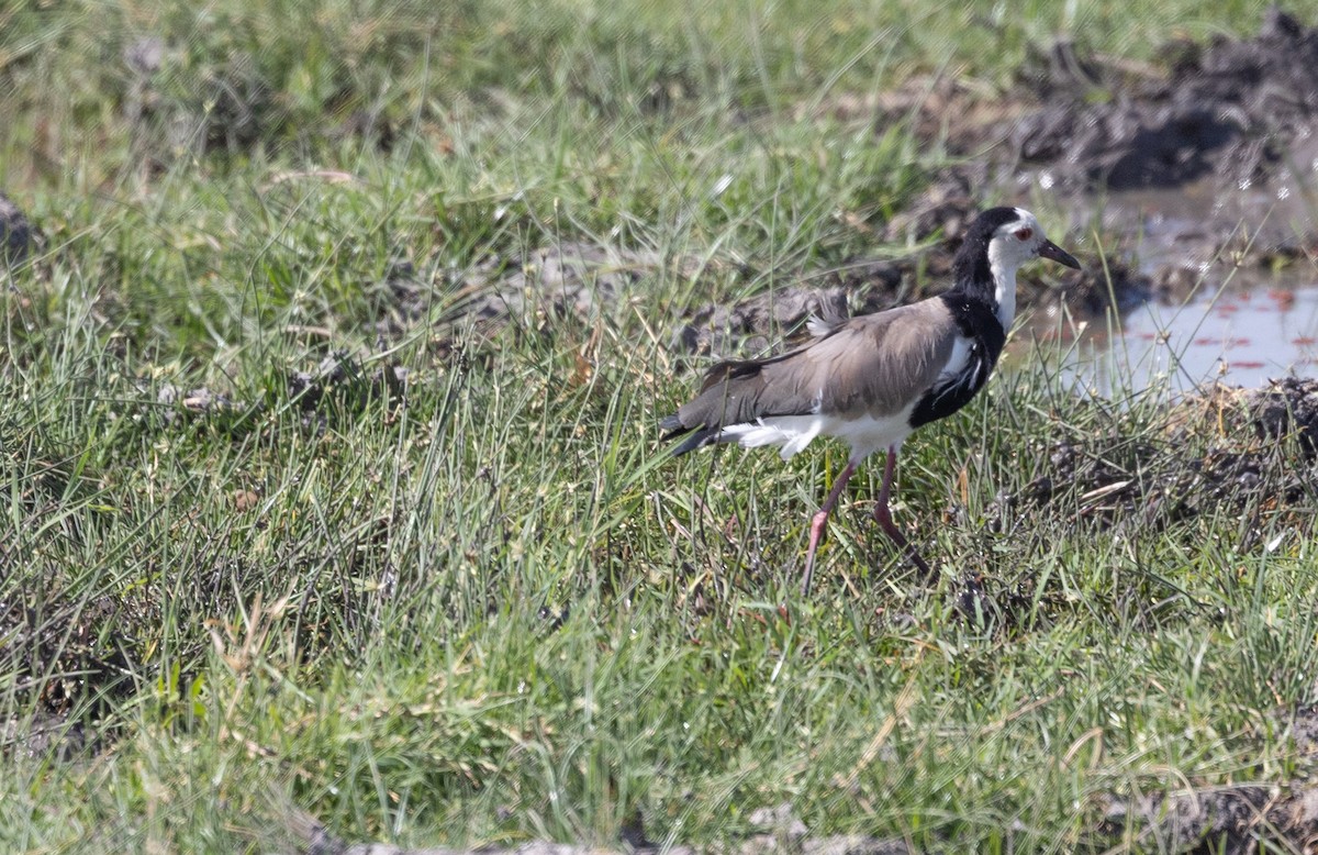 Long-toed Lapwing - ML642698633