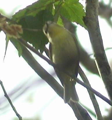 Philadelphia Vireo - ML642698635