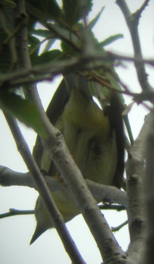 Philadelphia Vireo - ML642698636