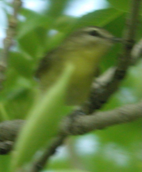 Philadelphia Vireo - ML642698637