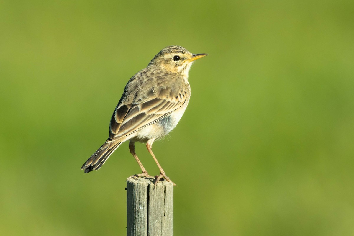 African Pipit - ML642698638