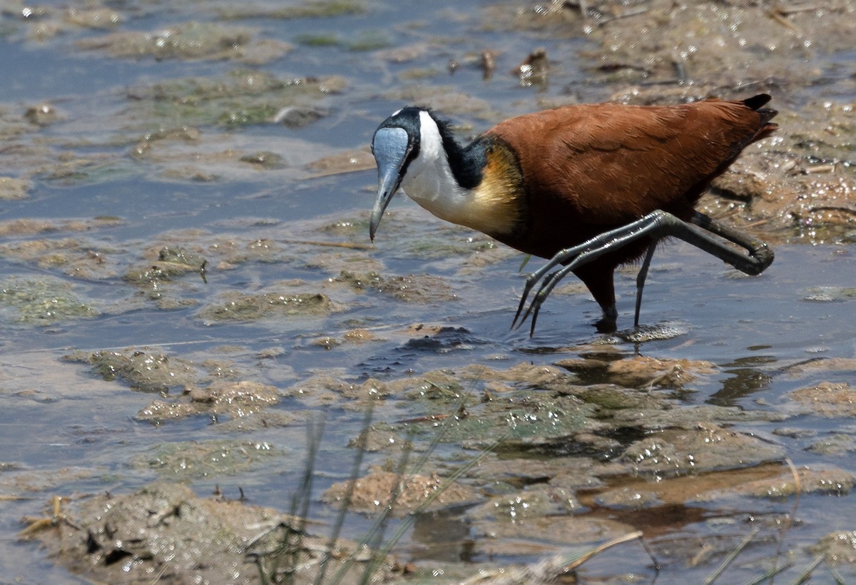 African Jacana - ML642698640