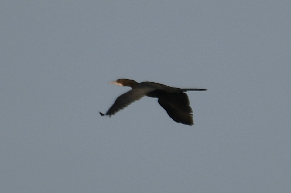 Little Cormorant - ML642698641