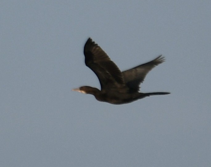 Little Cormorant - ML642698643