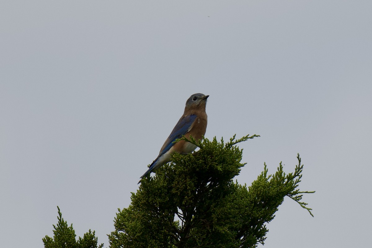 Eastern Bluebird - ML642698644
