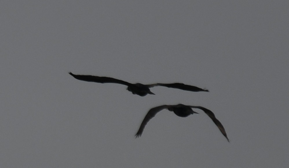 Little/Indian Cormorant - ML642698645