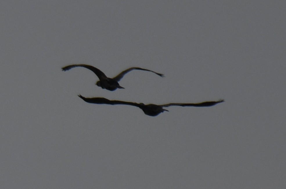 Little/Indian Cormorant - ML642698646