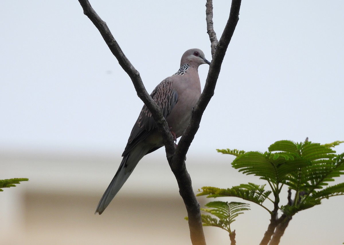 Spotted Dove - ML642698651