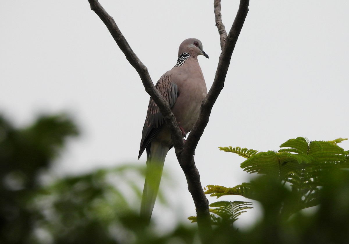 Spotted Dove - ML642698652