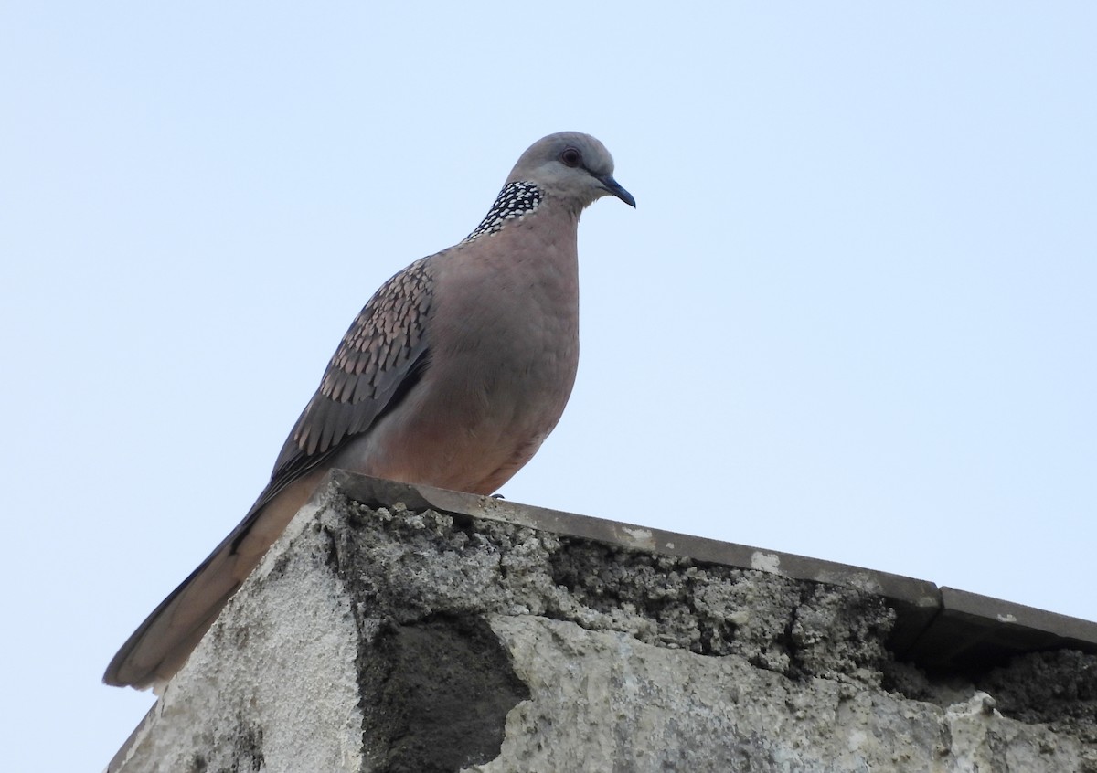 Spotted Dove - ML642698653