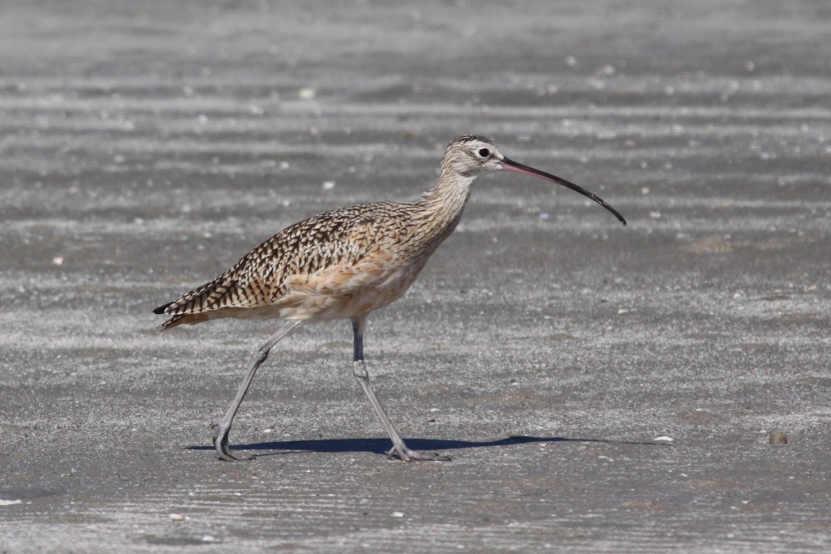 Long-billed Curlew - ML642698664