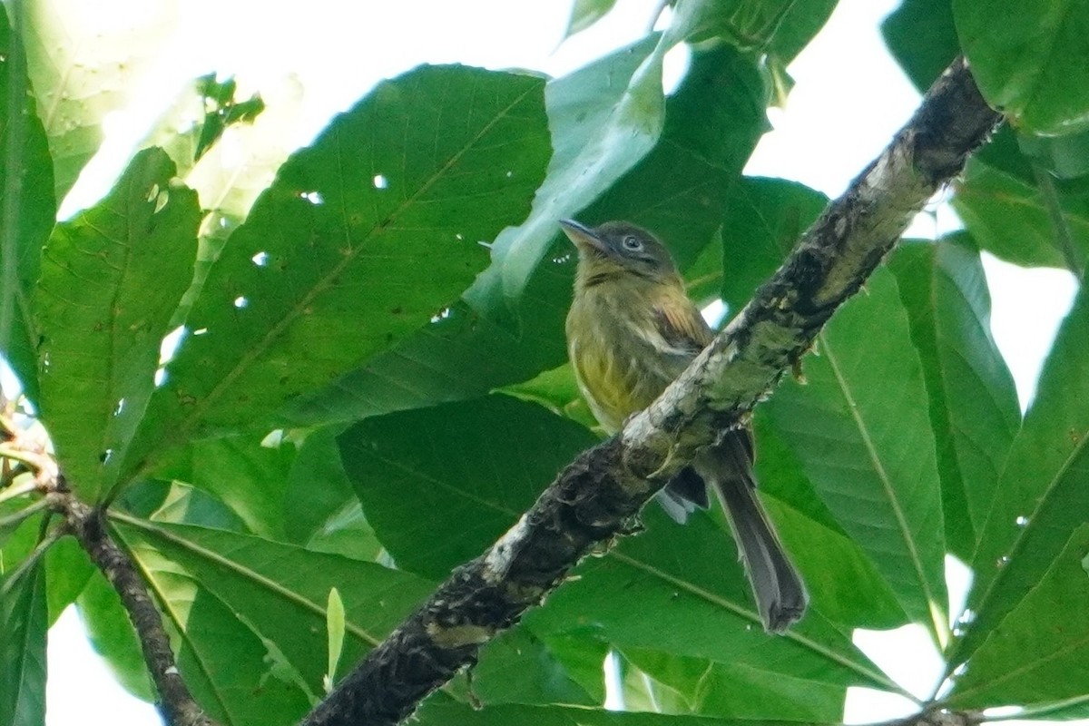 Pacific Flatbill - ML642698674
