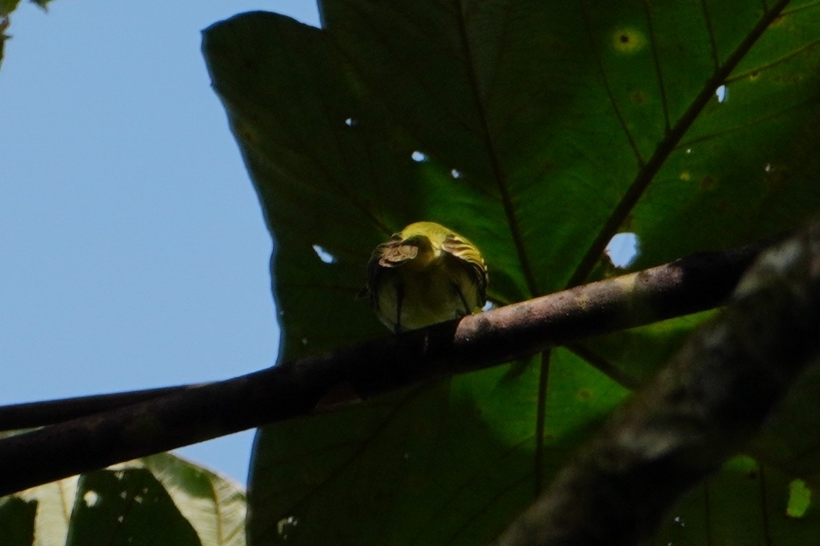 Slaty-capped Flycatcher - ML642698676