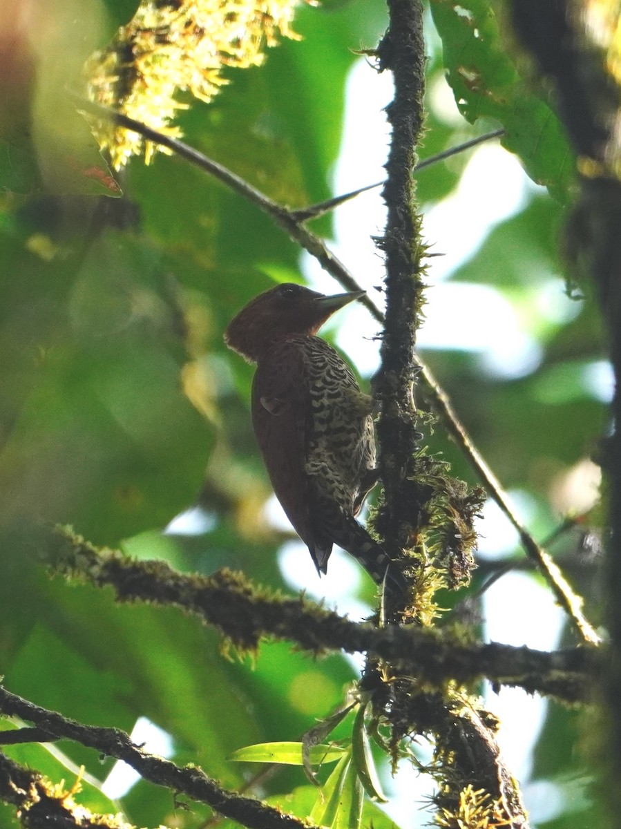 Cinnamon Woodpecker - ML642698678