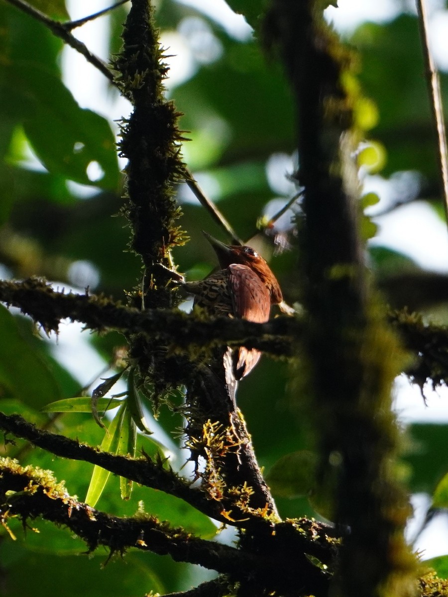 Cinnamon Woodpecker - ML642698679