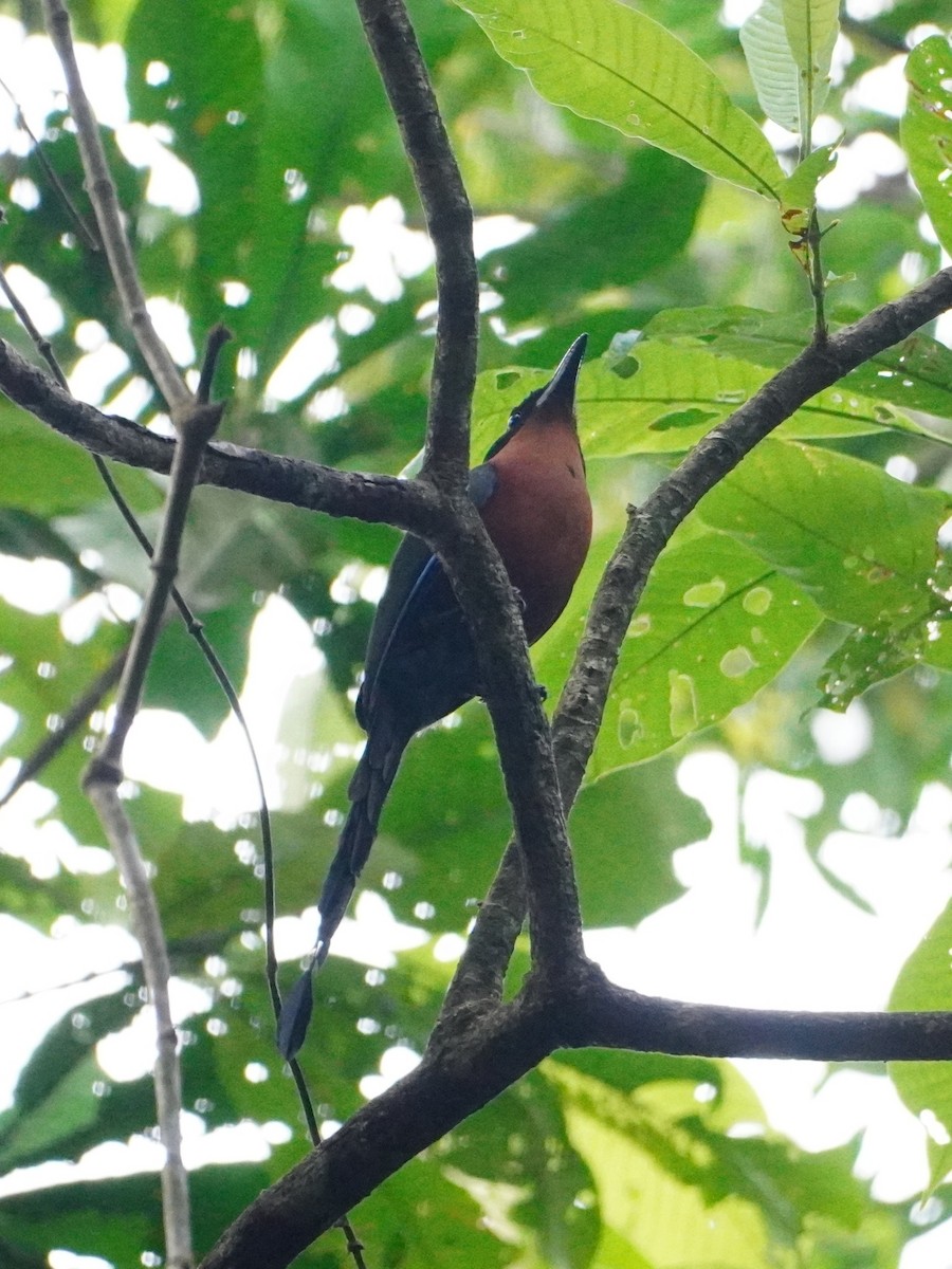 Rufous Motmot - ML642698694
