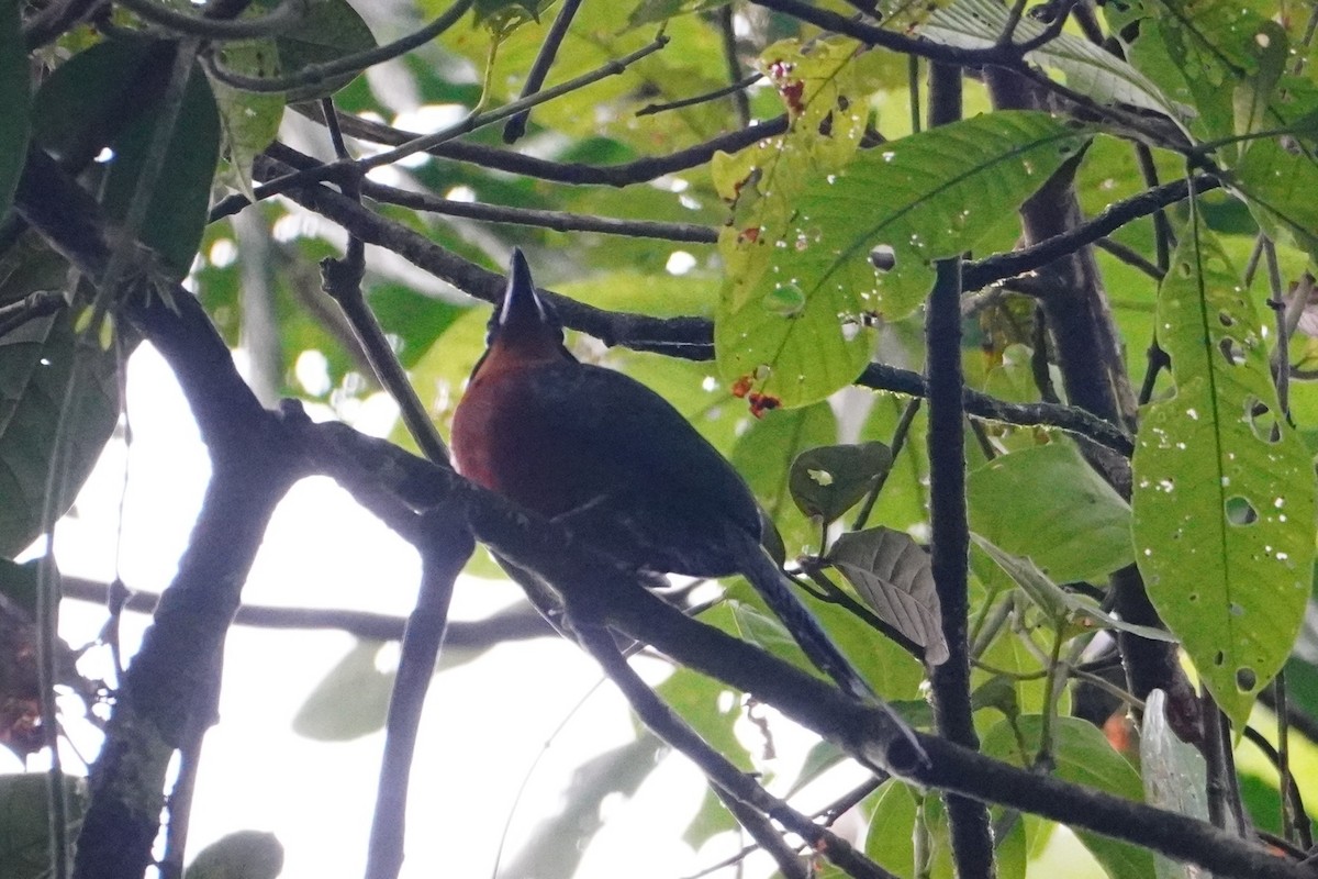 Rufous Motmot - ML642698695