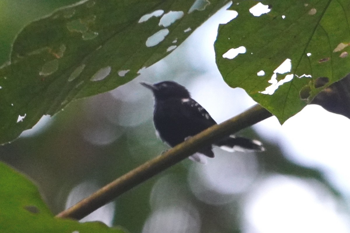 Dot-winged Antwren - ML642698698