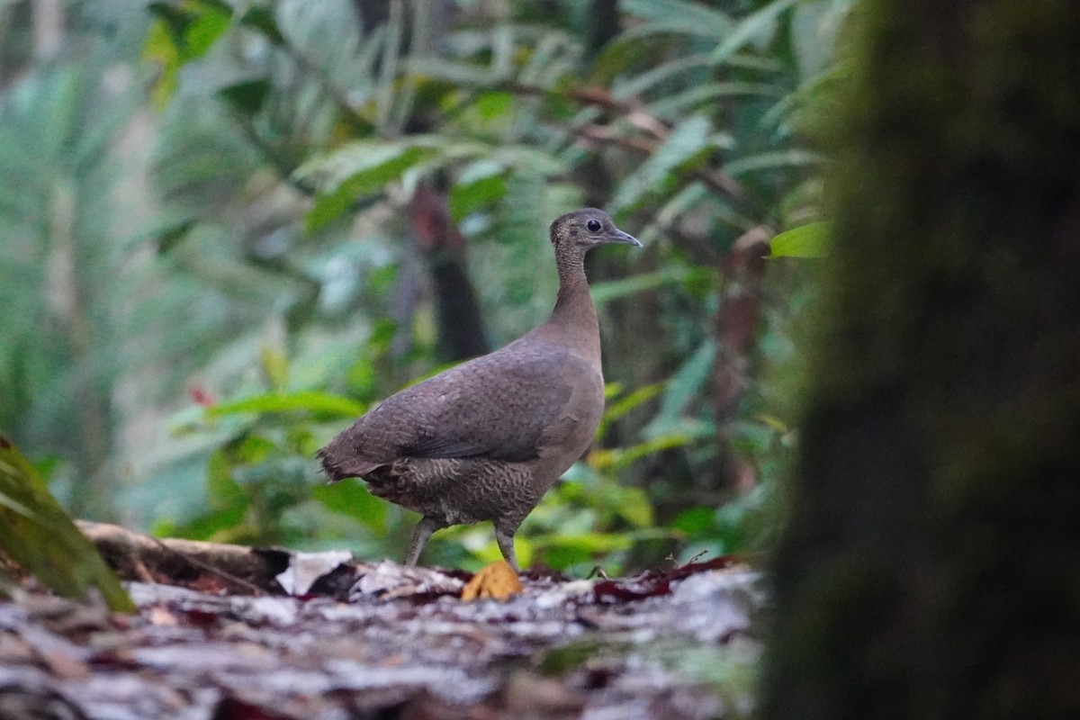 Great Tinamou - ML642698700