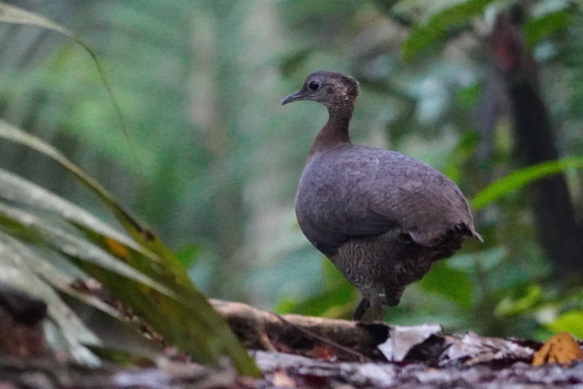 Great Tinamou - ML642698701