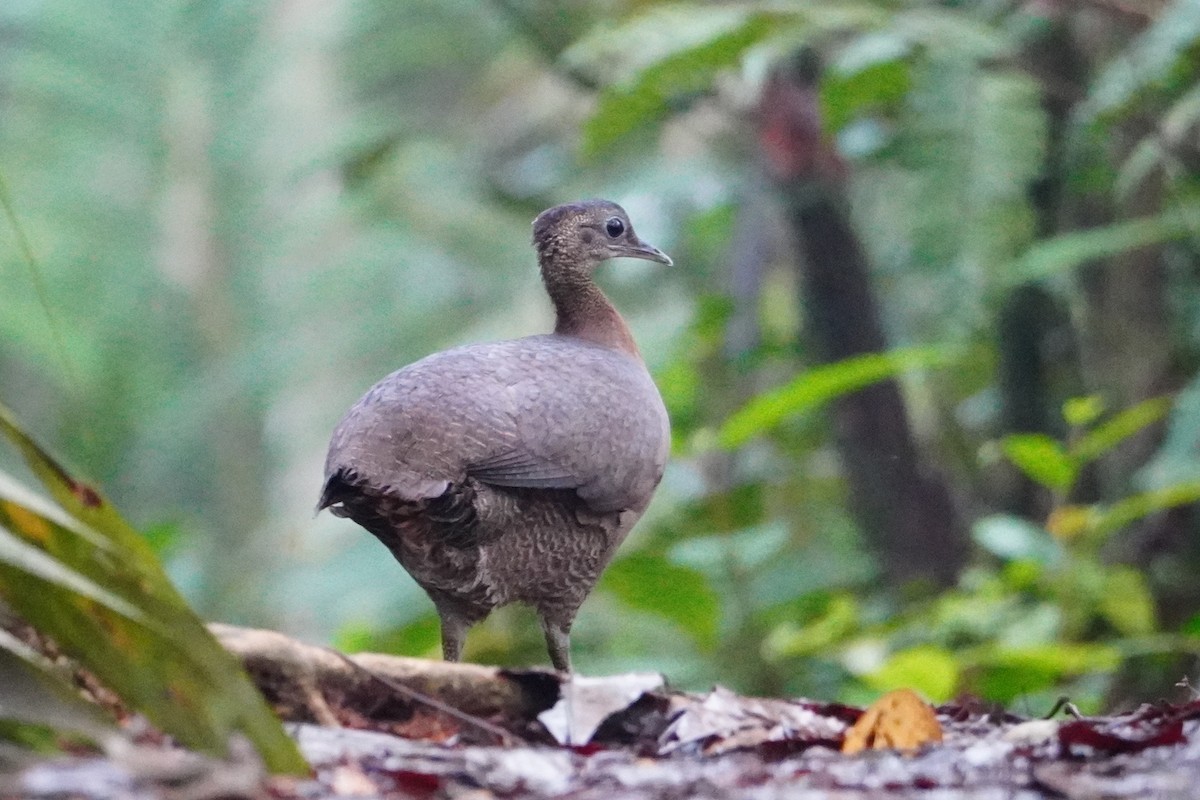 Great Tinamou - ML642698702