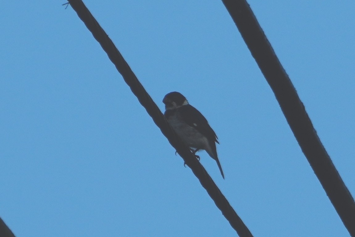 カワリヒメウソ - ML642698731