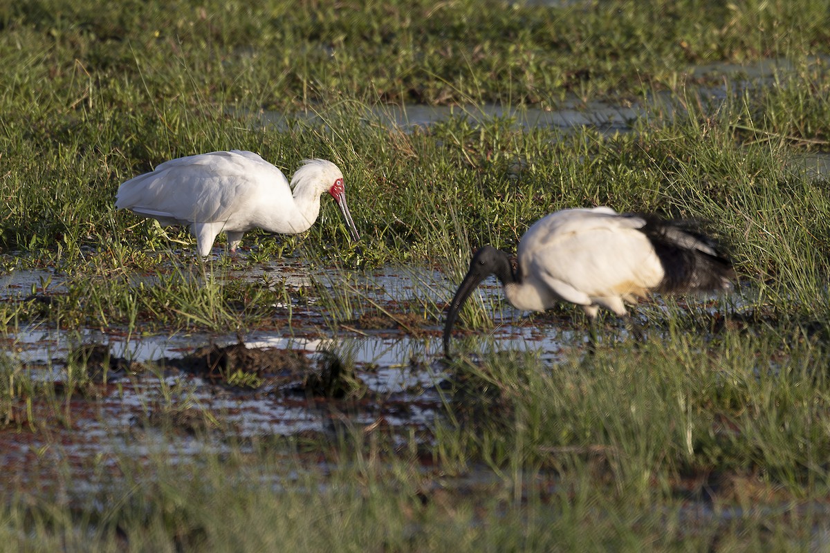 African Sacred Ibis - ML642698736