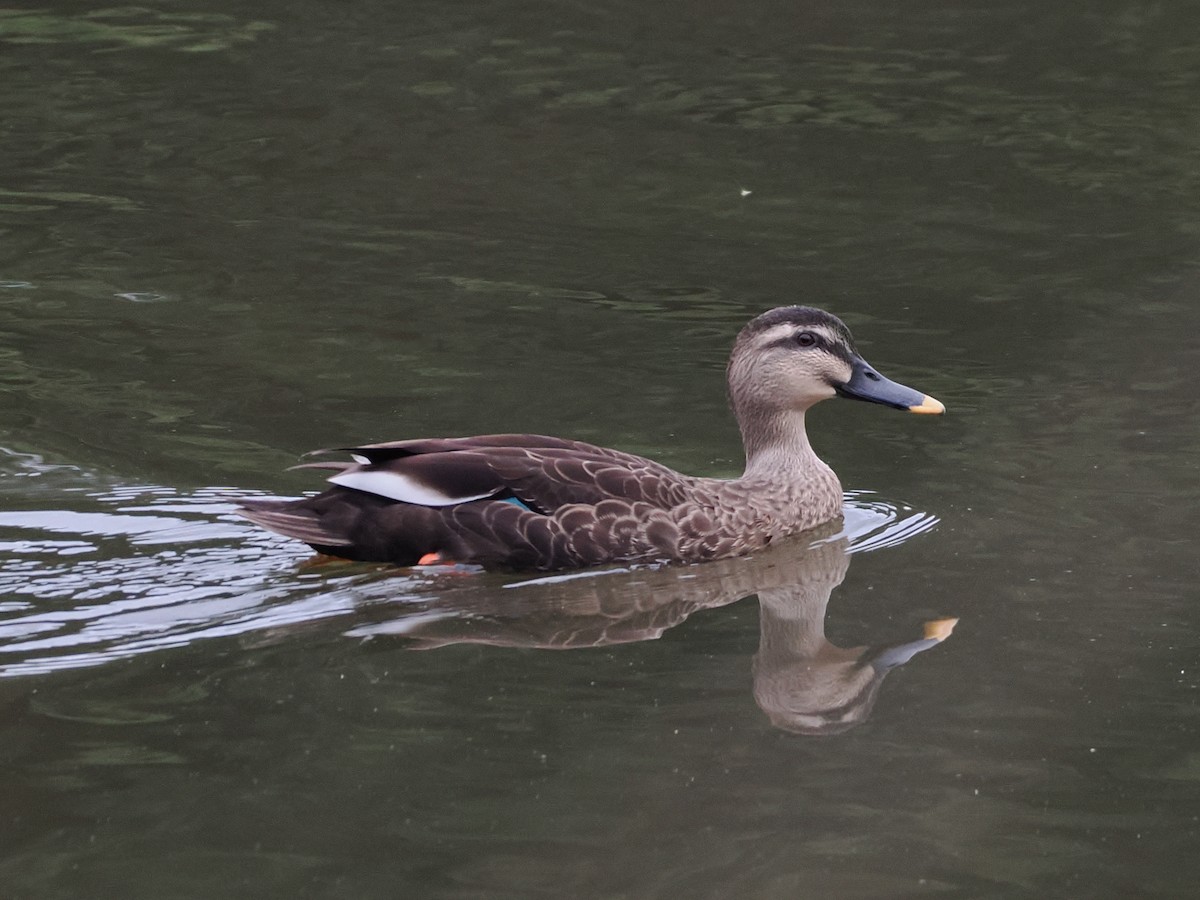 Eastern Spot-billed Duck - ML642698747