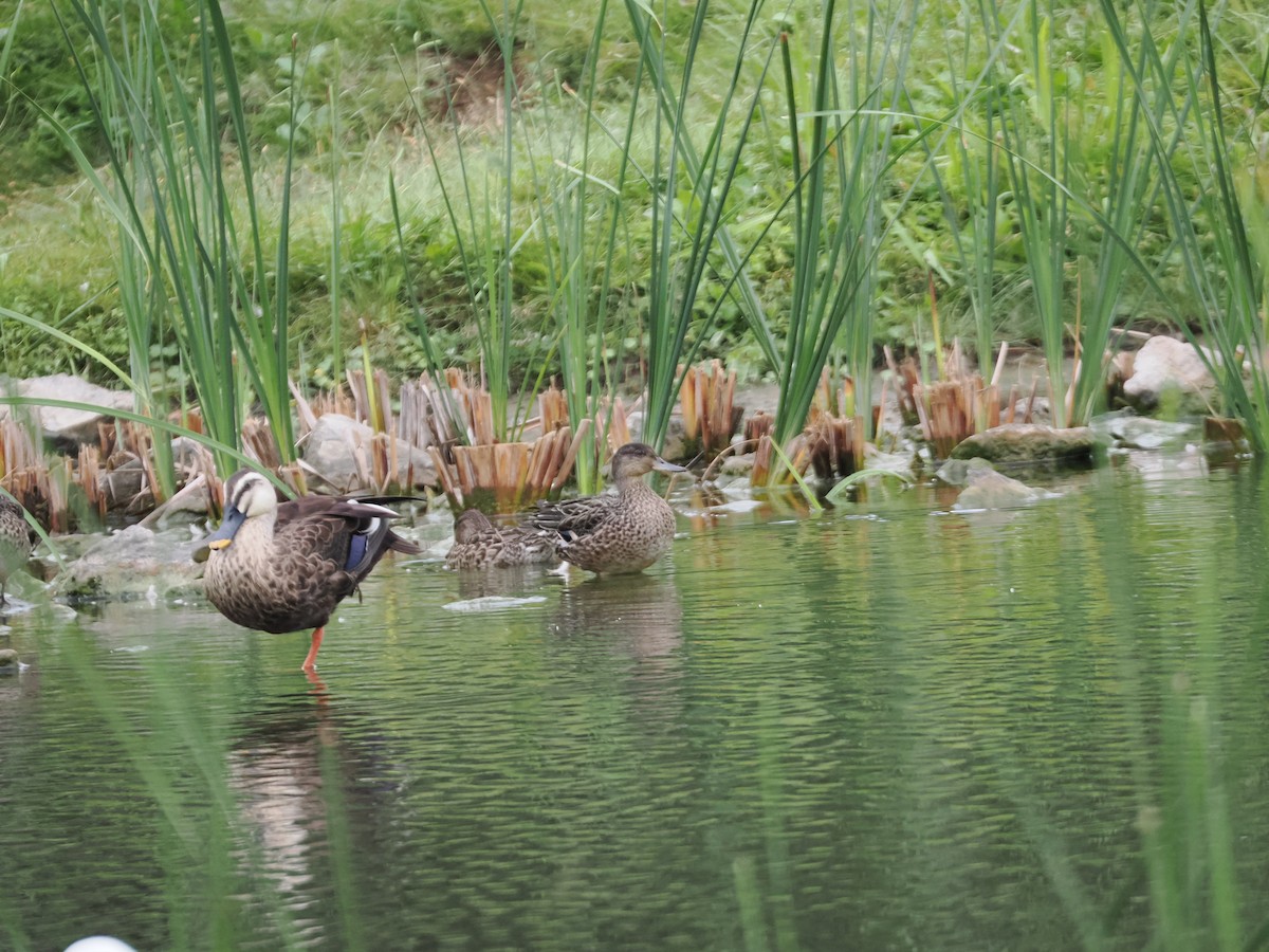 Green-winged Teal - ML642698751