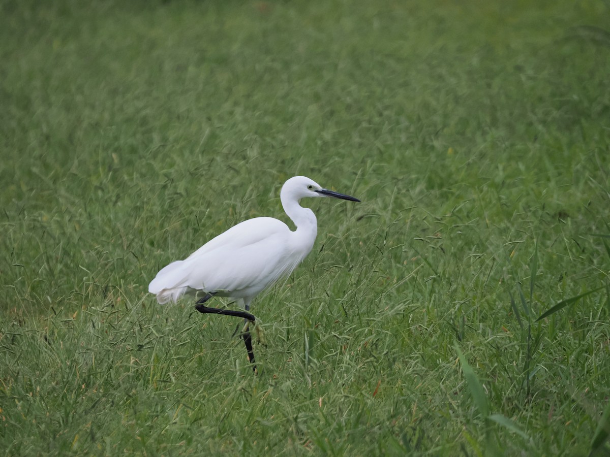Little Egret - ML642698763