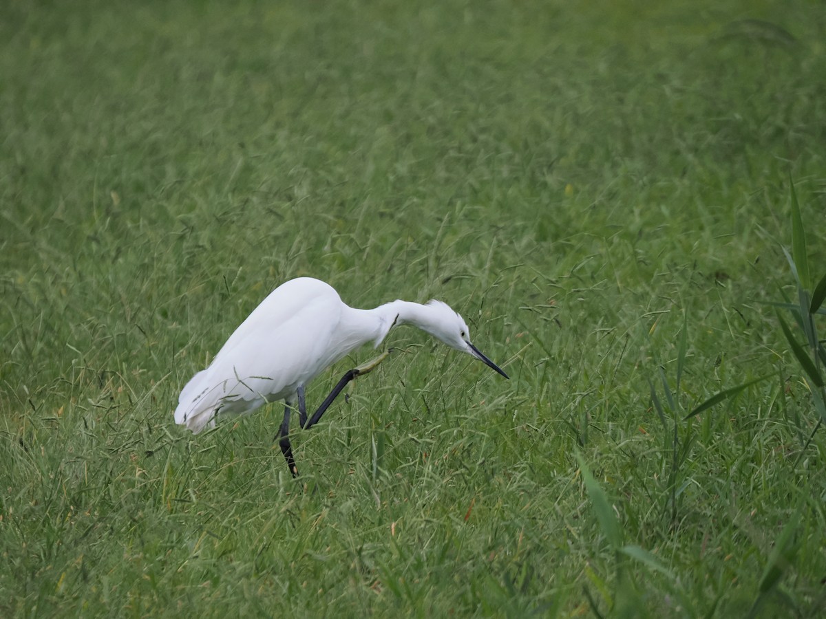Little Egret - ML642698764