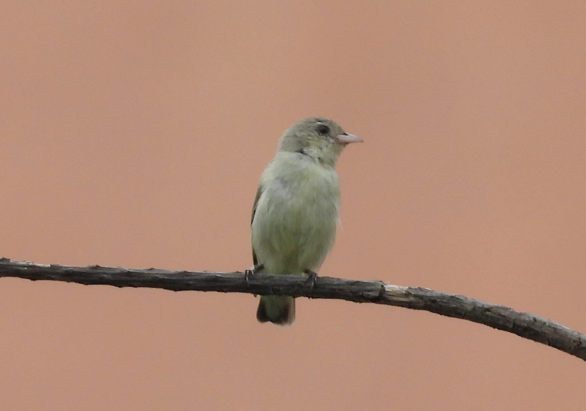 Pale-billed Flowerpecker - ML642698767