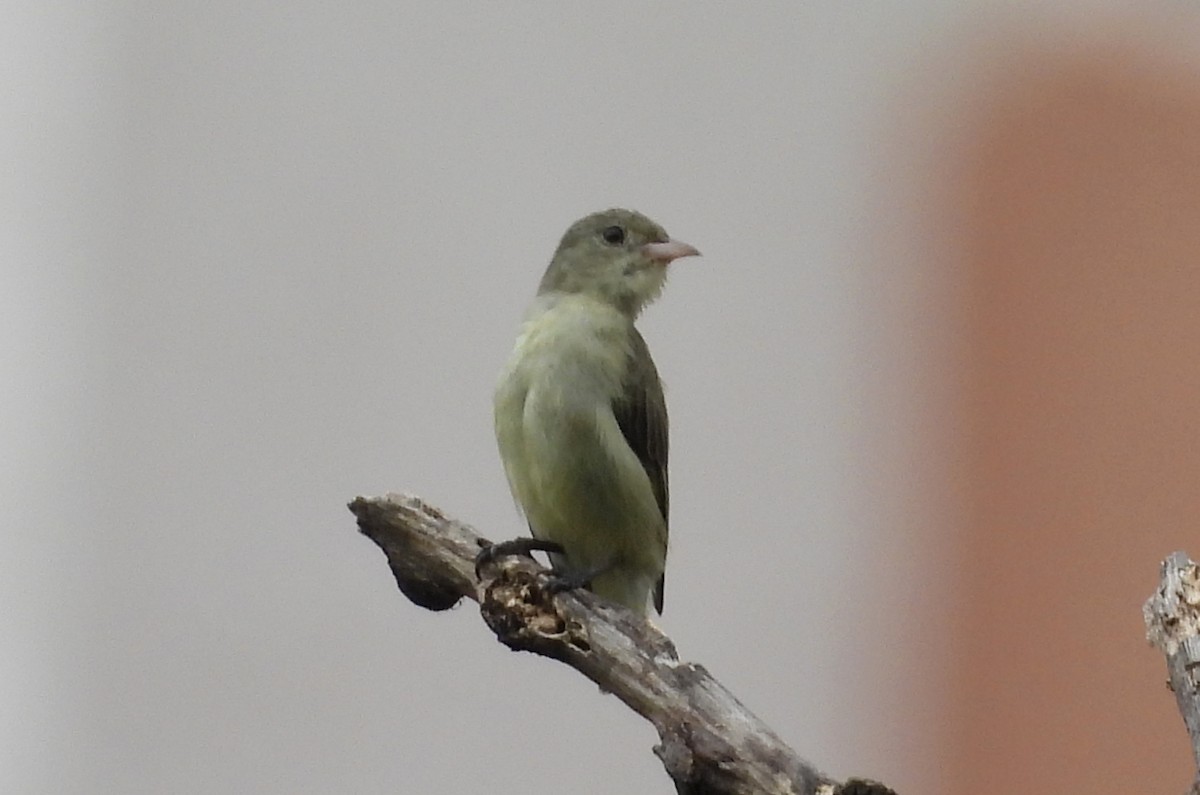 Pale-billed Flowerpecker - ML642698768