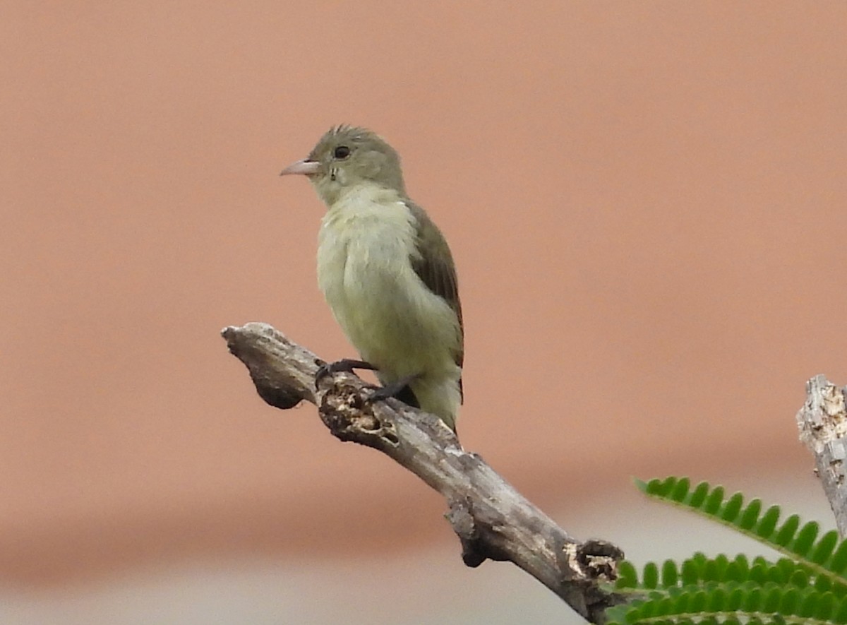 Pale-billed Flowerpecker - ML642698769