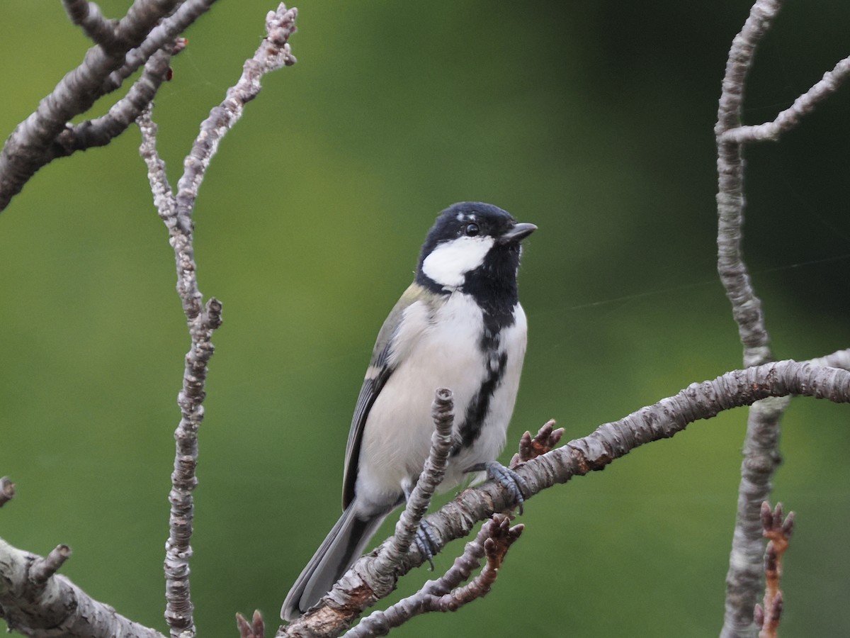 Asian Tit - ML642698771