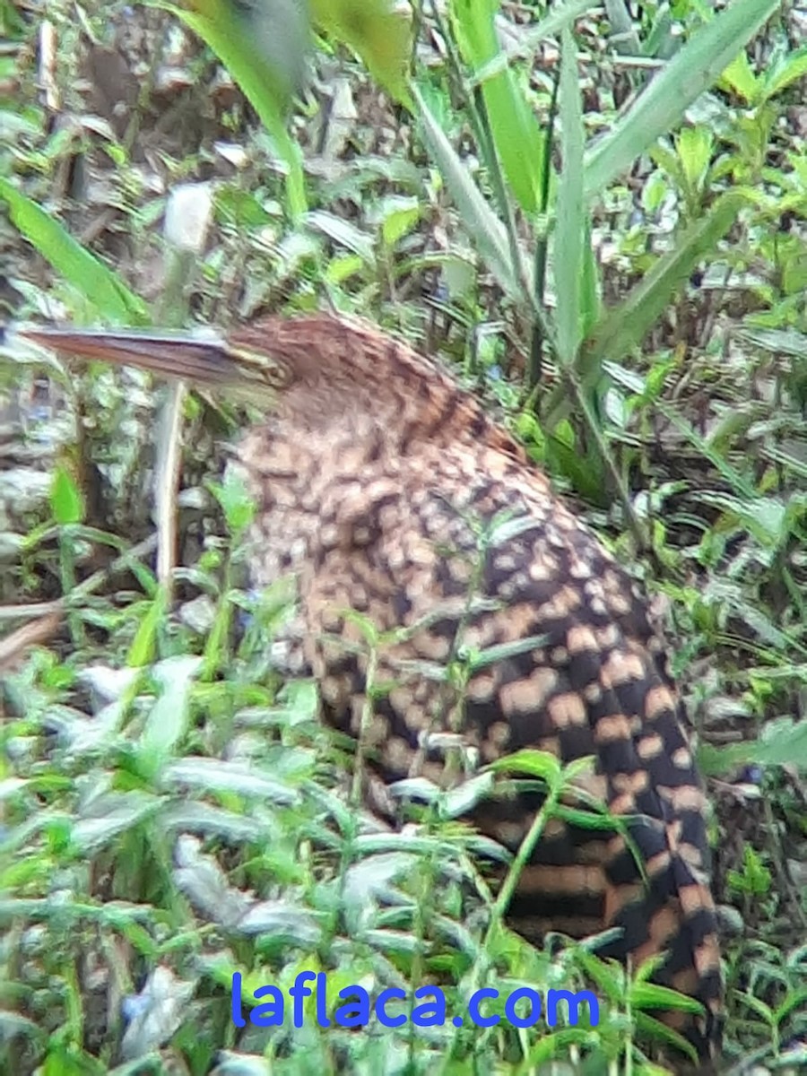 Rufescent Tiger-Heron - ML642698775