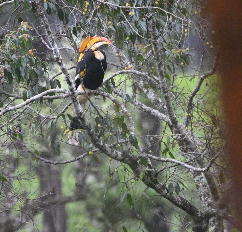 Cálao Bicorne - ML642698786