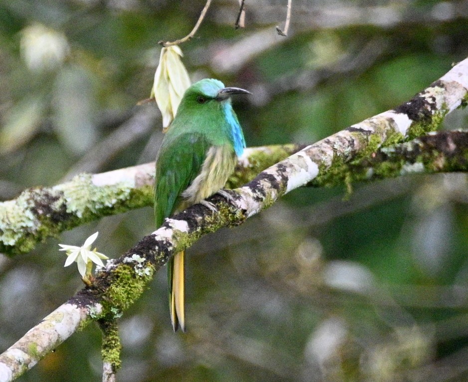 Abejaruco Barbiazul - ML642698801