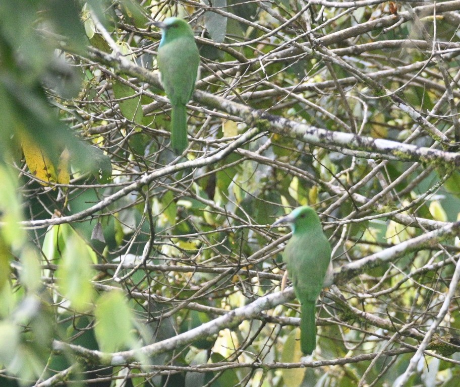 Abejaruco Barbiazul - ML642698802