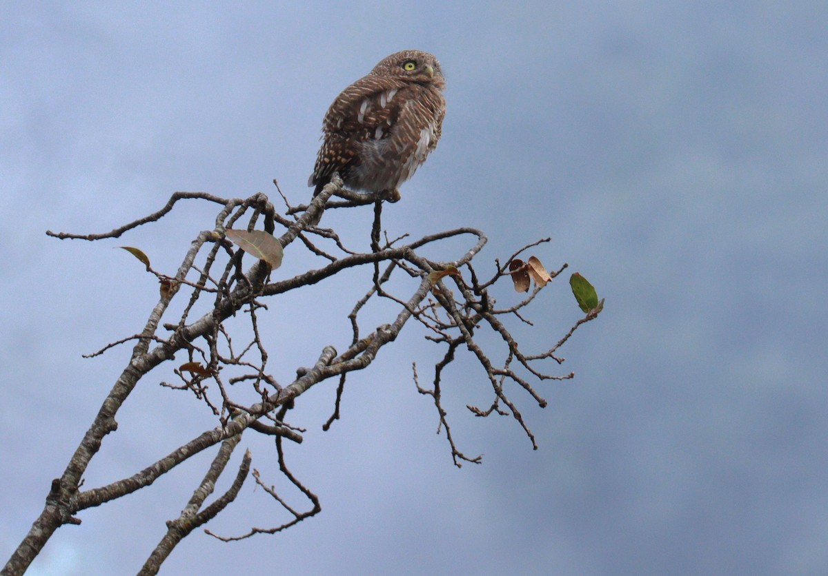Kuckucks-/Dschungelzwergkauz - ML642698809