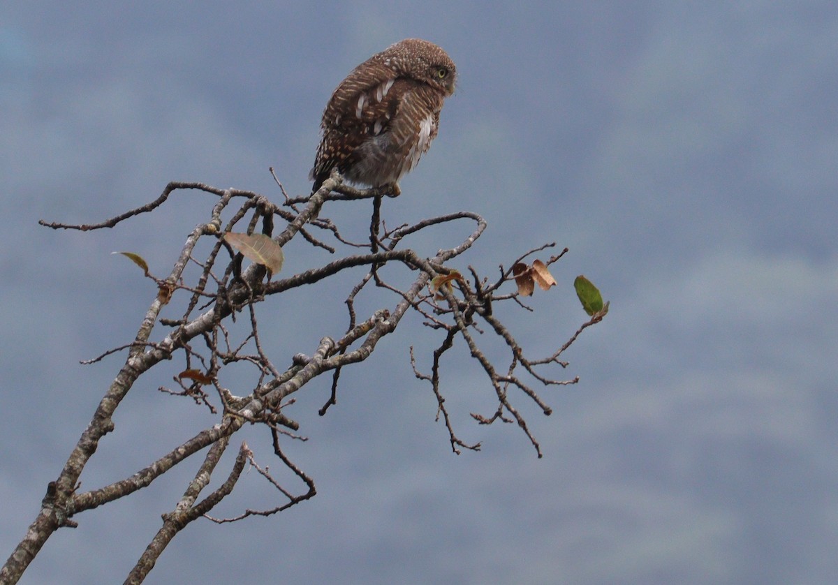 Kuckucks-/Dschungelzwergkauz - ML642698810