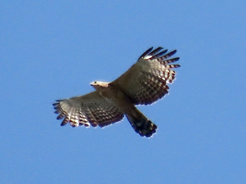 Mountain Hawk-Eagle - ML642698813