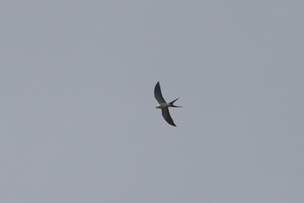 Swallow-tailed Kite - ML642698814