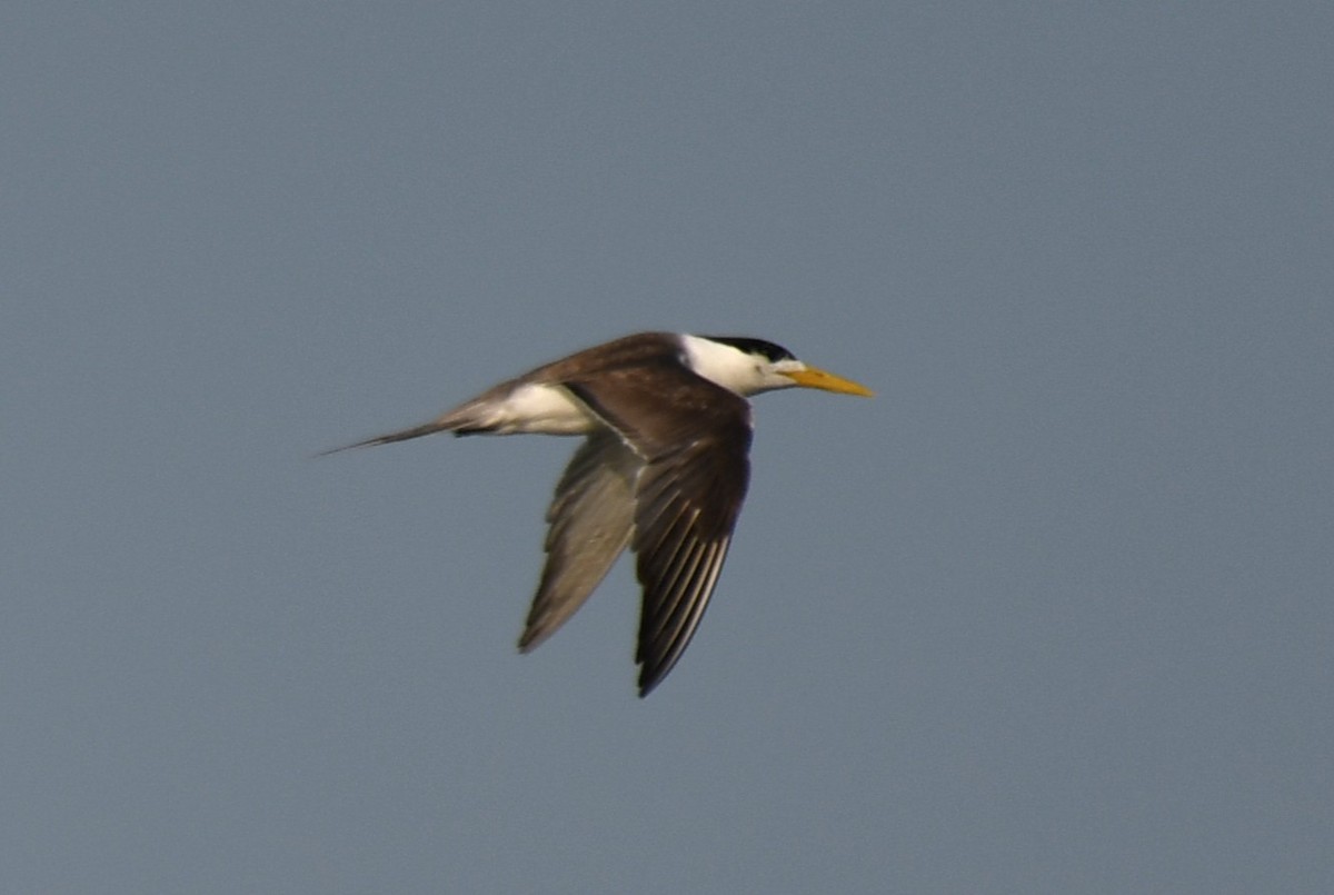 Great Crested Tern - ML642698815