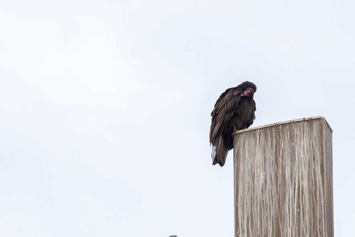 Turkey Vulture - ML642698826