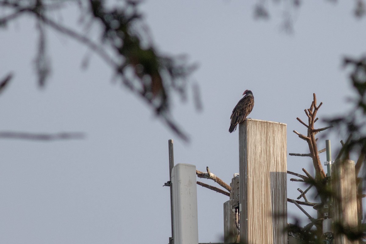 Turkey Vulture - ML642698827